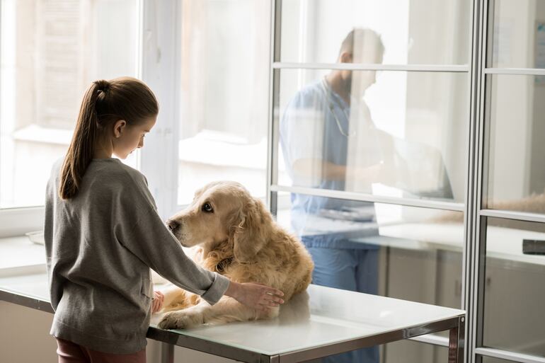Perro en el veterinario.