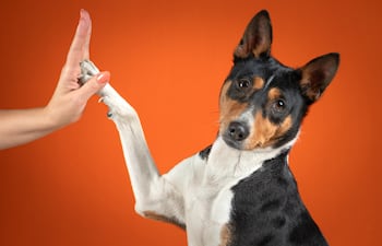 Perro basenji.