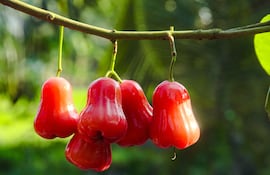 Produce 30 cajas por árbol y nadie la cultiva: el negocio frutal que no se ve