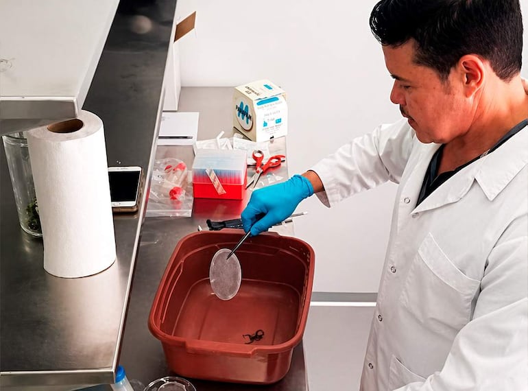 Hombre con bata blanca y guantes azules, manipula materiales en un laboratorio con instrumentos visibles sobre la mesa.