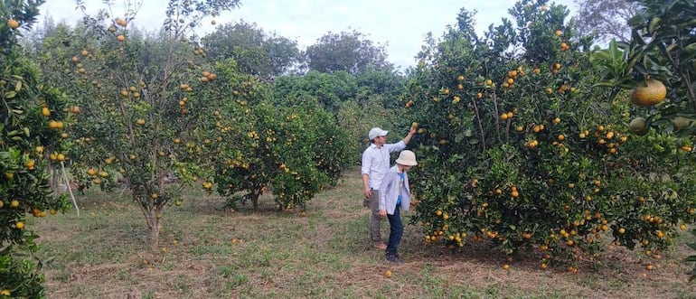 Labriegos se afianzan en la producción de cítricos en 25 de Diciembre