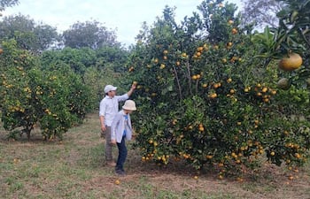 La finca agrícola está ubicada en la colonia Navidad de 25 de Diciembre donde en estos momentos se dispone de una gran cantidad de productos cítricos