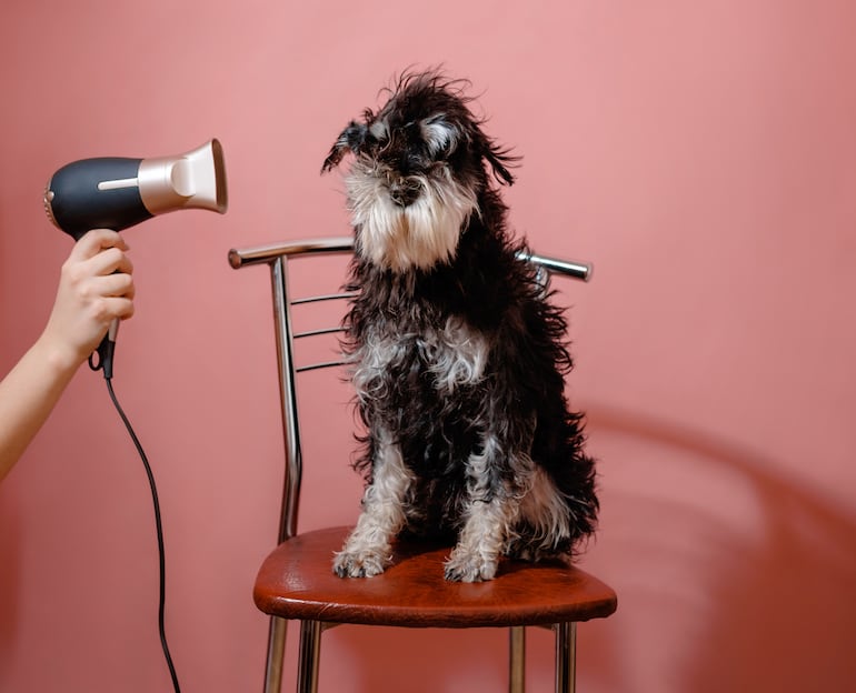 Perro en la fase de secado.