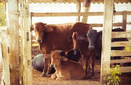 Imagen ilustrativa de un ganado.