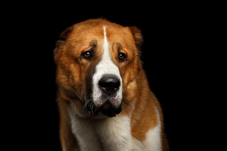 Perro pastor de Asia central o Alabai.
