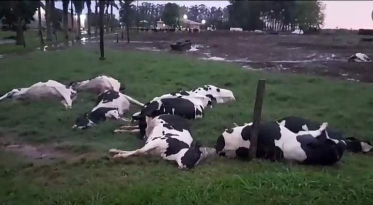 Vacas inactivas en el suelo en un campo verde y fangoso, bajo un clima nublado y sin personas presentes.