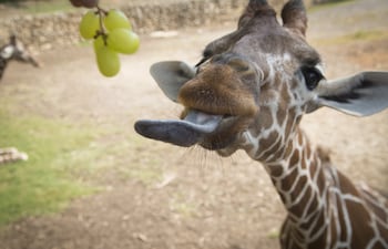 Una jirafa comiendo.