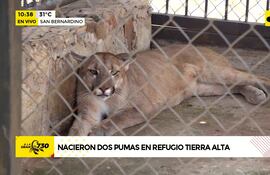 Video: Nacieron dos pumas en refugio Tierra Alta