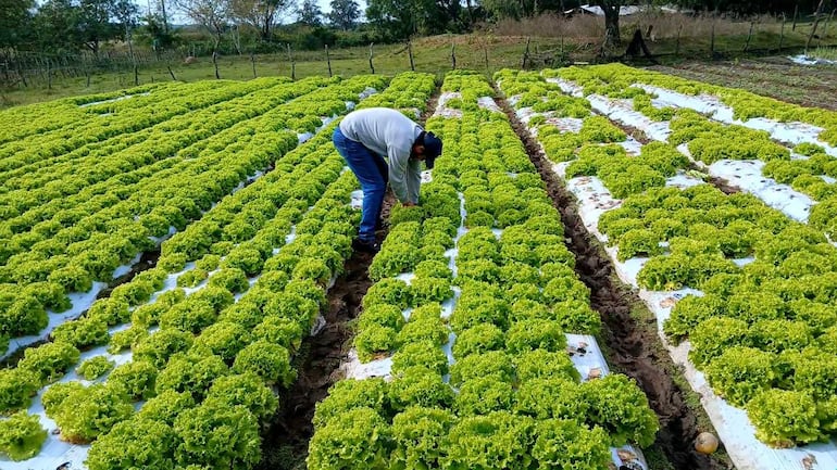 Hombre de complexión media, agachado en lechugas, vistiendo camiseta clara y pantalones azules, en un campo agrícola.