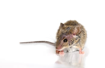 Ratón, portador de hantavirus, imagen ilustrativa.