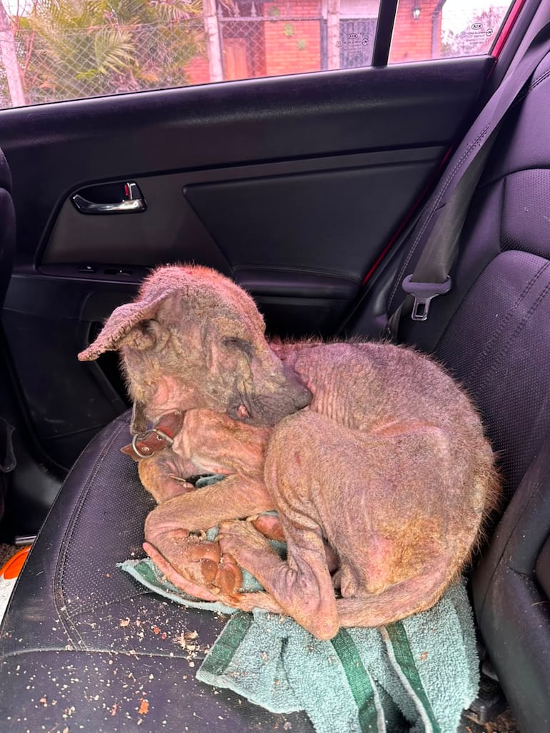 Rescatan a perro con sarna y abandono en Capiatá