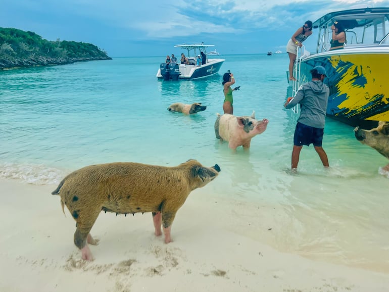 Big Major Cay, Bahamas. Los cerdos de Pig Beach deleitan a los visitantes mientras se divierten en las aguas cristalinas.