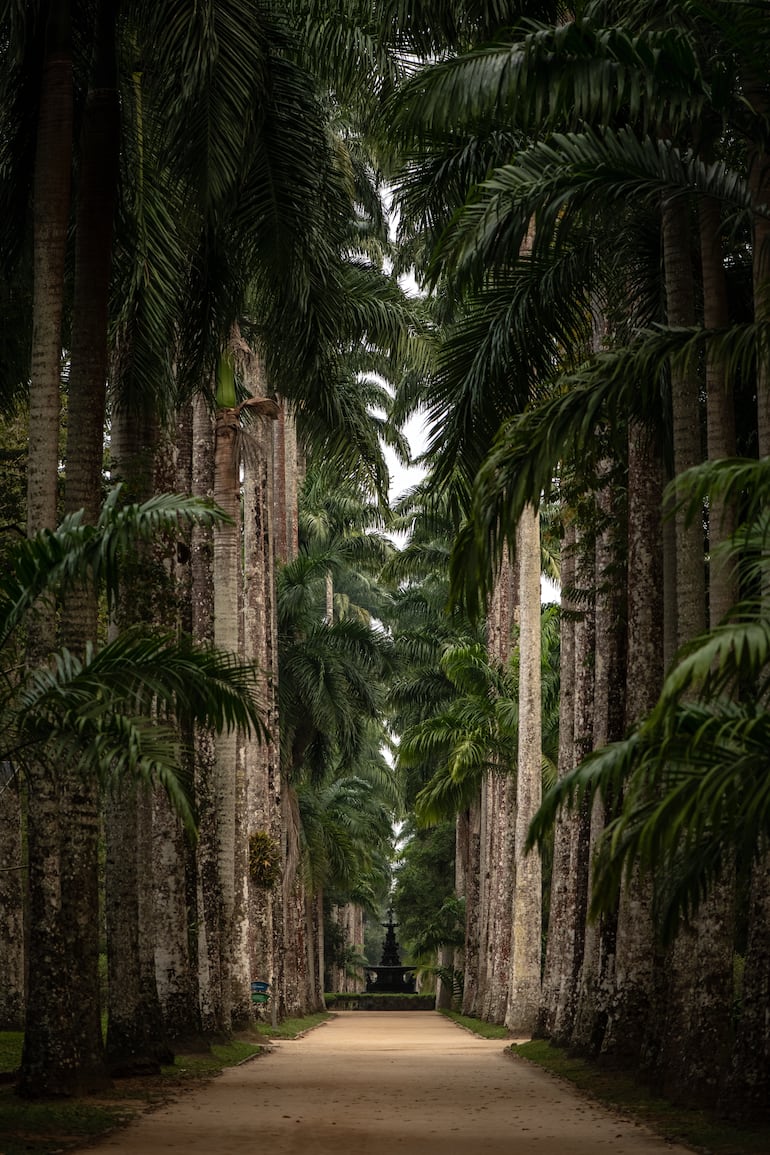 Jardín Botánico de Río de Janeiro, Brasil.