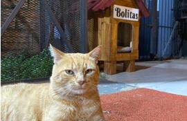 Bolitas es un gato naranja que se perdió en inmediaciones del Parque Seminario en Asunción.