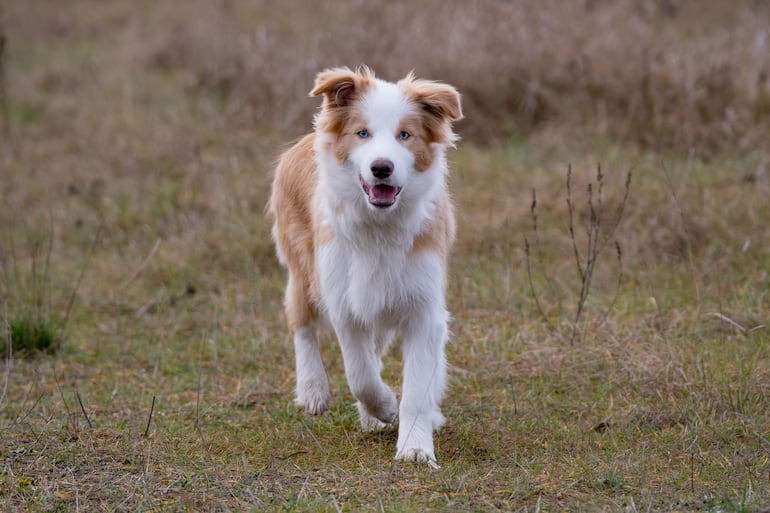 Perro de la raza border collie corriendo.