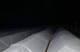 Entre las técnicas aplicadas para salvar sus cultivos de la helada, los productores utilizaron mantas térmicas.