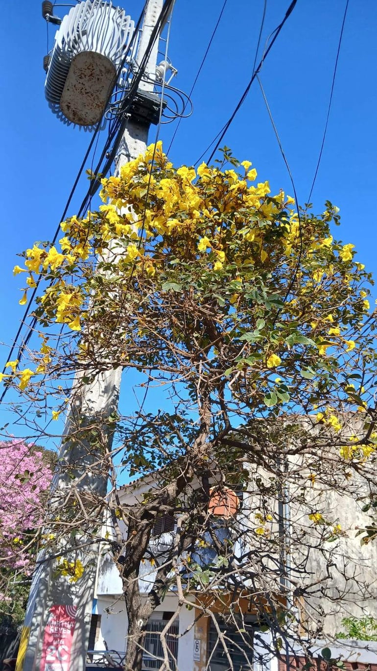 Árbol de lapachos con flores amarillas en primer plano, fondo urbano con edificio y cielo despejado.