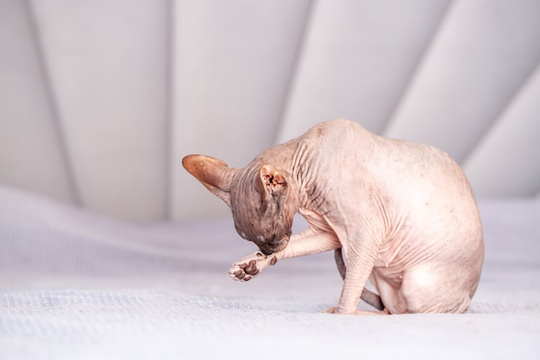 Gato sphynx.