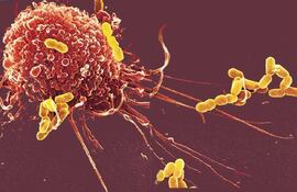 Un equipo científico ha descubierto una nueva población de macrófagos, importantes células inmunitarias innatas que pueblan los pulmones tras las lesiones causadas por virus respiratorios.