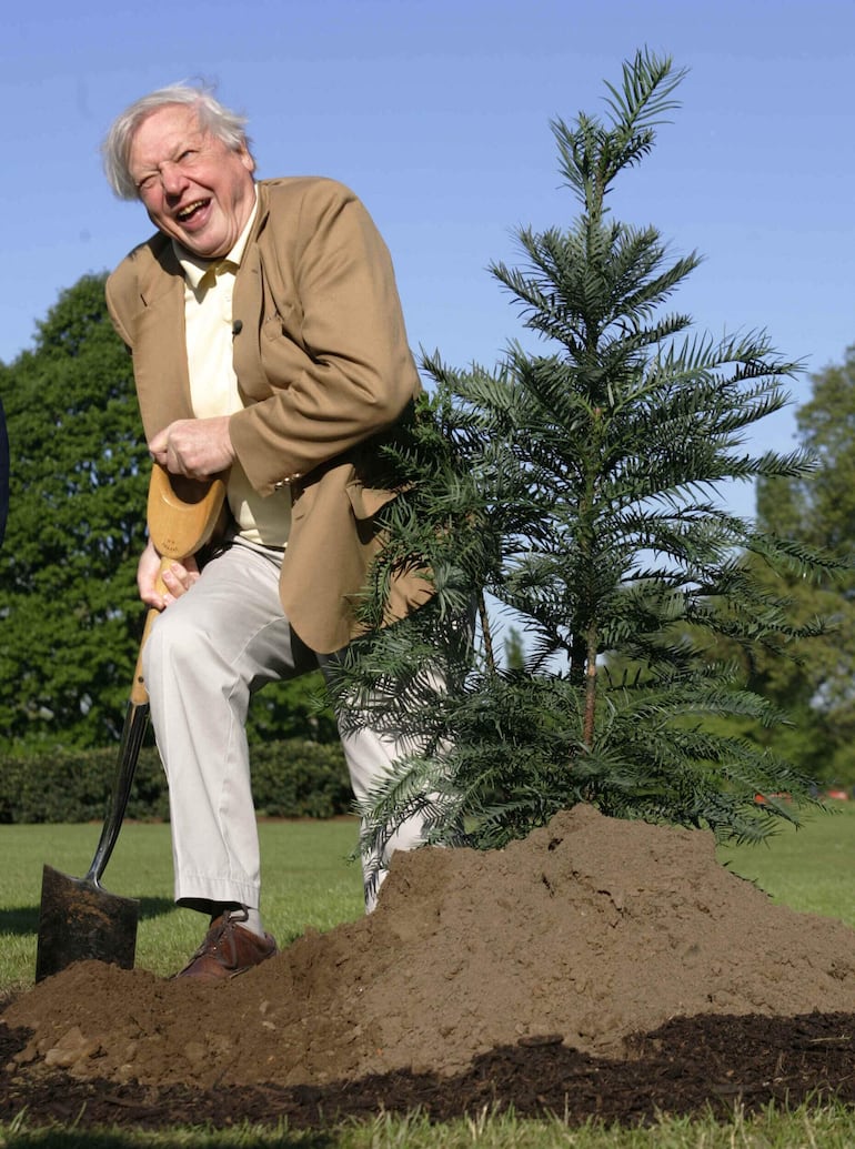 David Attenborough planta un pino Wollemi en Kew Gardens, en Londres, el 10 de mayo de 2005.