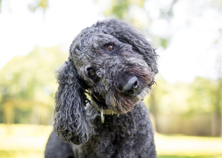 ¿Por qué los perros inclinan la cabeza cuando les hablás?