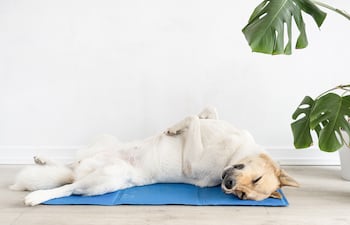 Perro sobre una manta refrigerante.