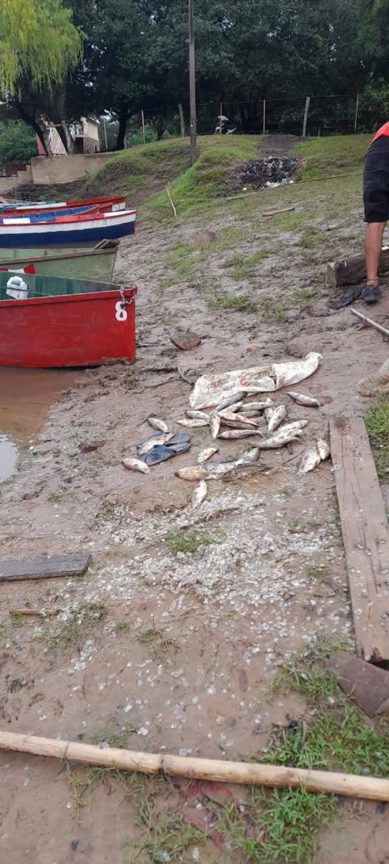 Pobladores de Itapé reclaman justicia tras la mortandad de peces registrada días atrás en el río Tebicuarymí.