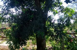 Vecinos de San Vicente denunciaron el derribo de casi la totalidad de los árboles del Bosque Urbano San Vicente por parte de obreros privados para la construcción de un supermercado mayorista.