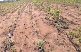 La plantacion de la mandioca fue severamente dañada por la grannizada en Guajayví