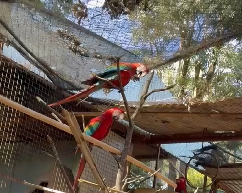 El emotivo reencuentro de Romeo y Julieta, los guacamayos más famosos de Encarnación