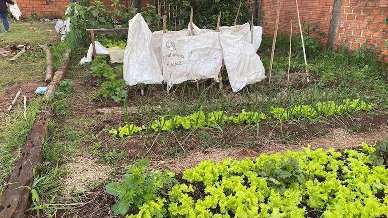 Huerto comunitario con hileras de lechugas y cebollas, protegido por estructuras de plástico en un ambiente natural.