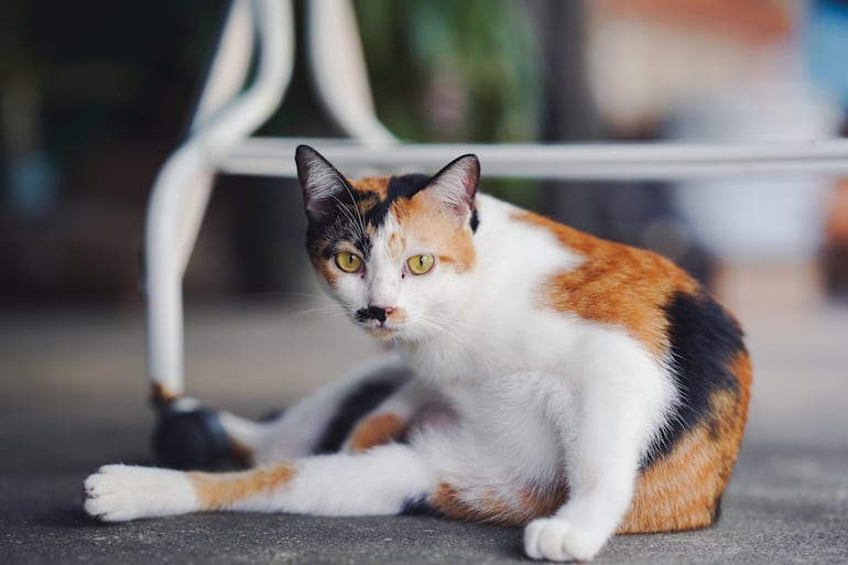 Gato.
