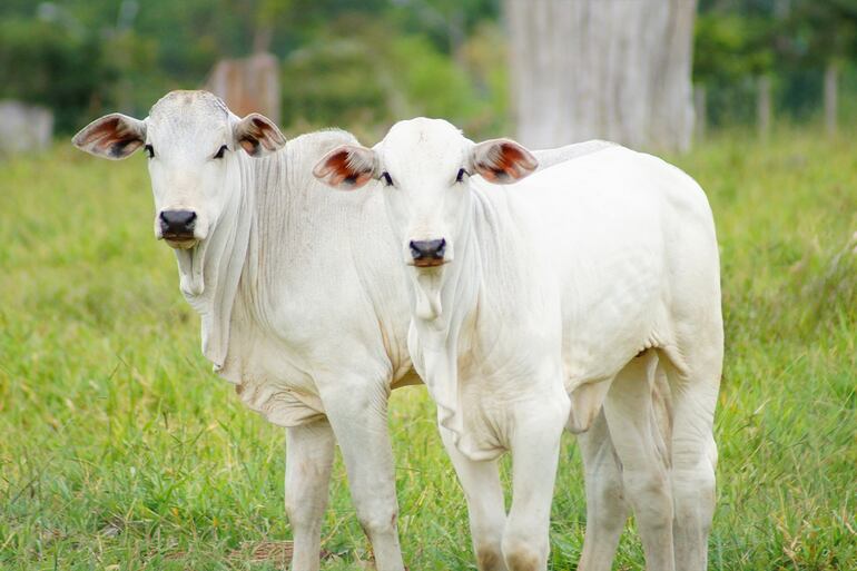 Salto a la innovación genética de impacto