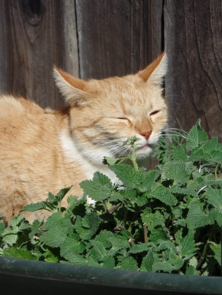 Catnip y un gato, imagen ilustrativa.