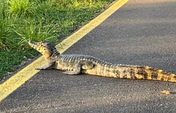 Un teju fue visto en el Parque Guasu y capturó la atención de las personas que estaban en el lugar.