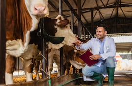 Veterinario y vacas.