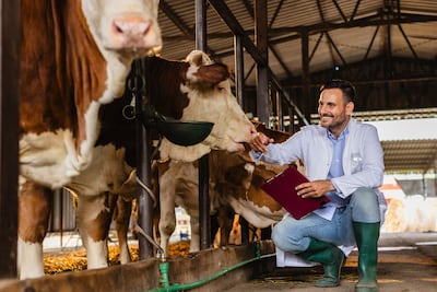 Veterinario y vacas.