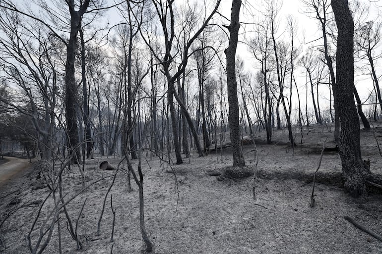 Vista de la vegetación quemada tras un incendio forestal en Ponteves, al sur de Francia.