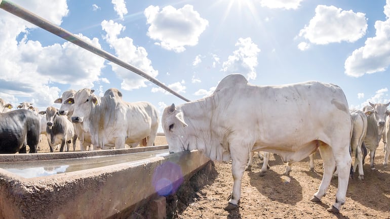 La visión de Mauricio Moller: 60 años de tradición detrás del éxito ganadero