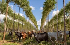 Un ejemplo de producción silvopastoril, que integra la forestación con la ganadería. Pero la ganadería tradicional integra los campos de pastoreo con reservas forestales.