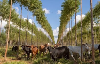 Un ejemplo de producción silvopastoril, que integra la forestación con la ganadería. Pero la ganadería tradicional integra los campos de pastoreo con reservas forestales.
