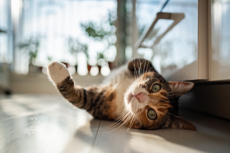 Gato solo y aburrido, imagen ilustrativa.