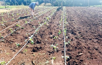 El sector agrícola tiene un peso particularmente elevado en la estructura productiva paraguaya.