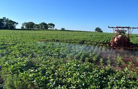 Hay gran incertidumbre respecto a lograr una producción total de 10,5 millones de toneladas de soja, tal como se tenía previsto.