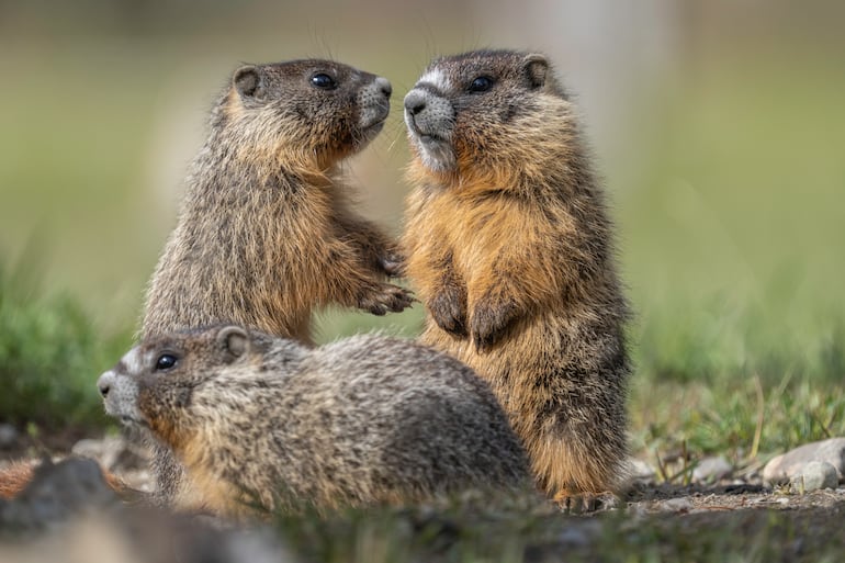 Marmotas.