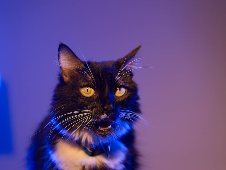 Gato maullando de noche.