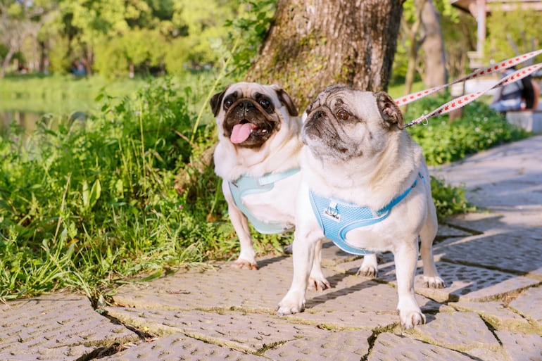 Perro de la raza pug.