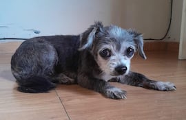 Imposible no conmoverse ante la mirada triste y asustadiza de esta perrita encontrada.