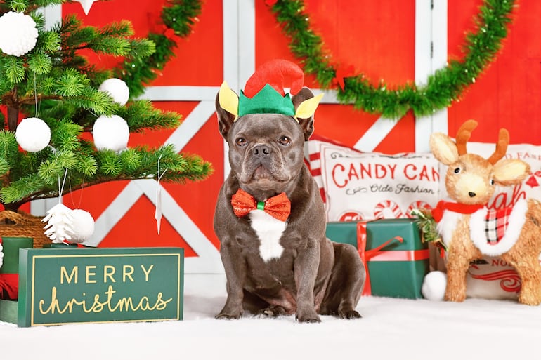 Mascotas en la foto de Navidad.