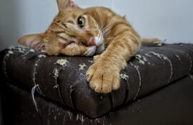 Gatos que arañan los muebles.